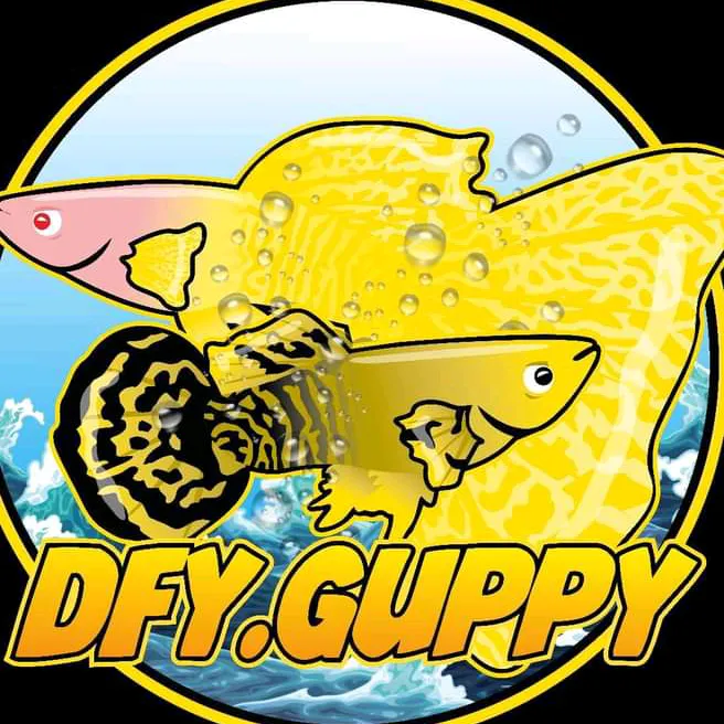 @dfy_guppy