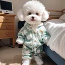 @bandly_pet