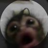 nessawrlld