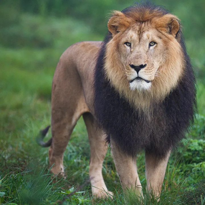 ethiopian.wildlife