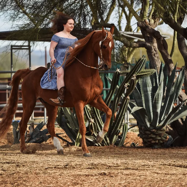 jayne_equestrian