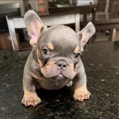 mikelareos