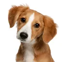 @lovepetsusa
