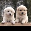 fyygg12