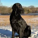 @murrdogs
