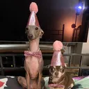 @iggy_n_chi