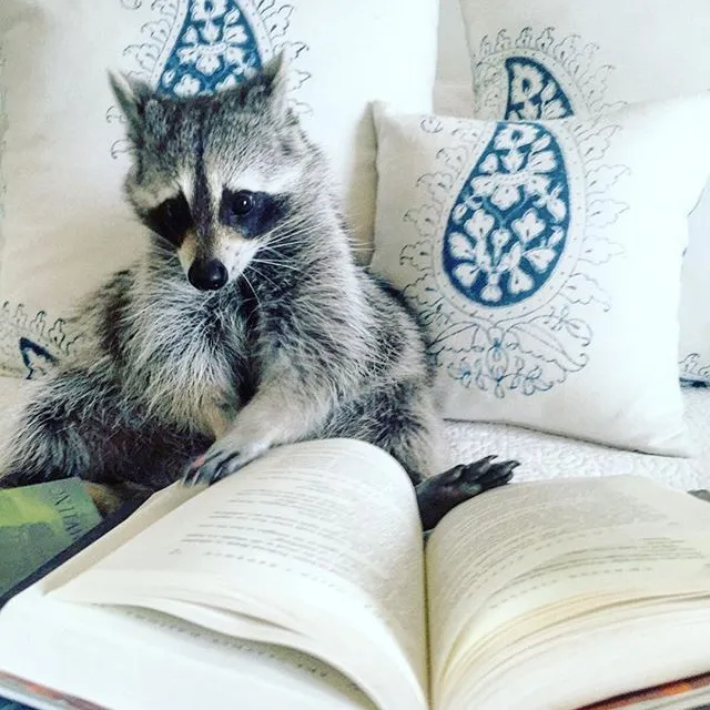 @bookswithbirdie