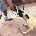 @presacanariokennels