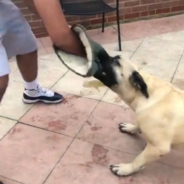 @presacanariokennels