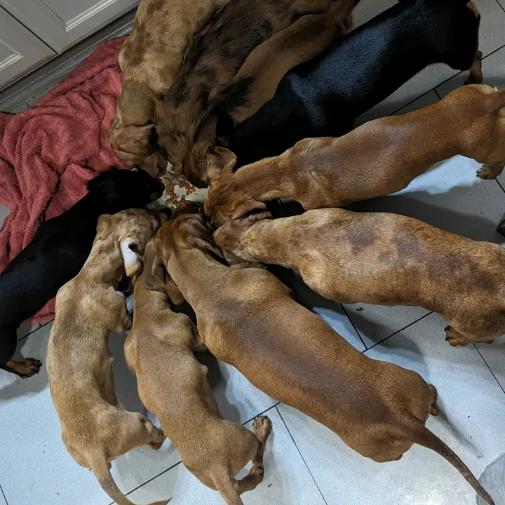@dachshundclowning