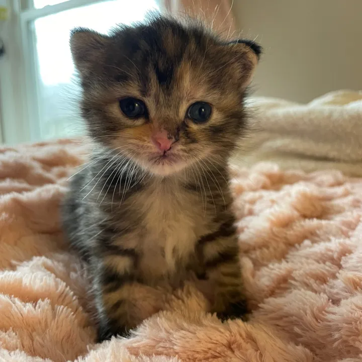@petalthekitty