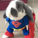 @binithebunny