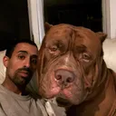 @darkdynastyk9s