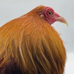 @gamefowlstory