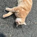 @oz.celik28