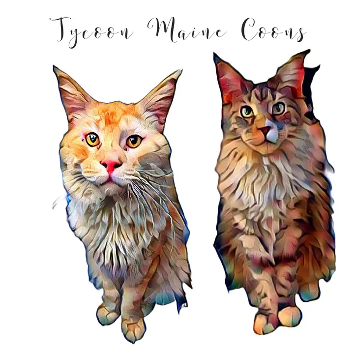 tycoon_mainecoons