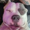 odin_the_americanbully
