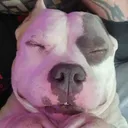 @odin_the_americanbully