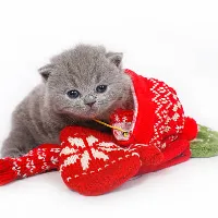 @theofficialkittenmitten