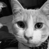 hi_im_ralph