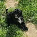 @buddycockerpoo