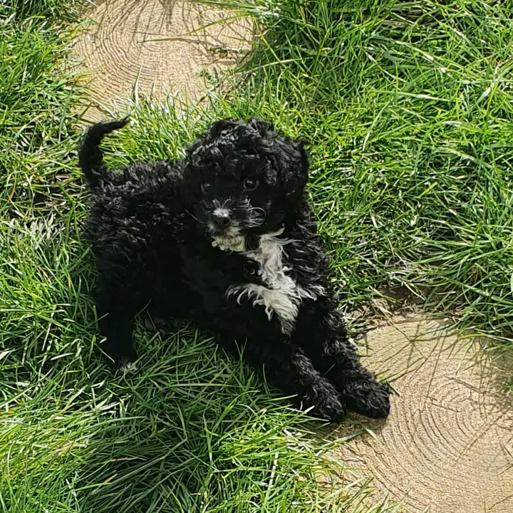 buddycockerpoo