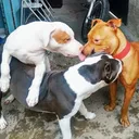 @thempleofthedogrj