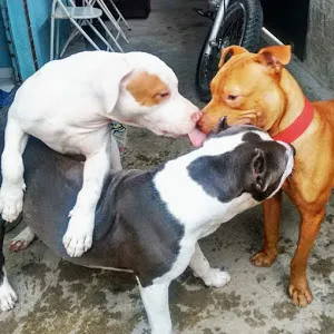 thempleofthedogrj
