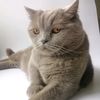 cat.marshmallow