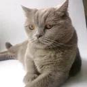 @cat.marshmallow