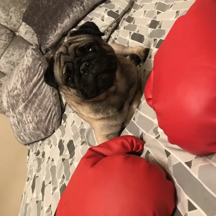 mrpug215