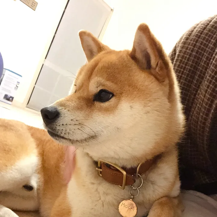 mochi_shogun