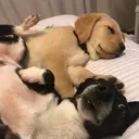 @countrypup