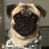 thatpugrigatoni