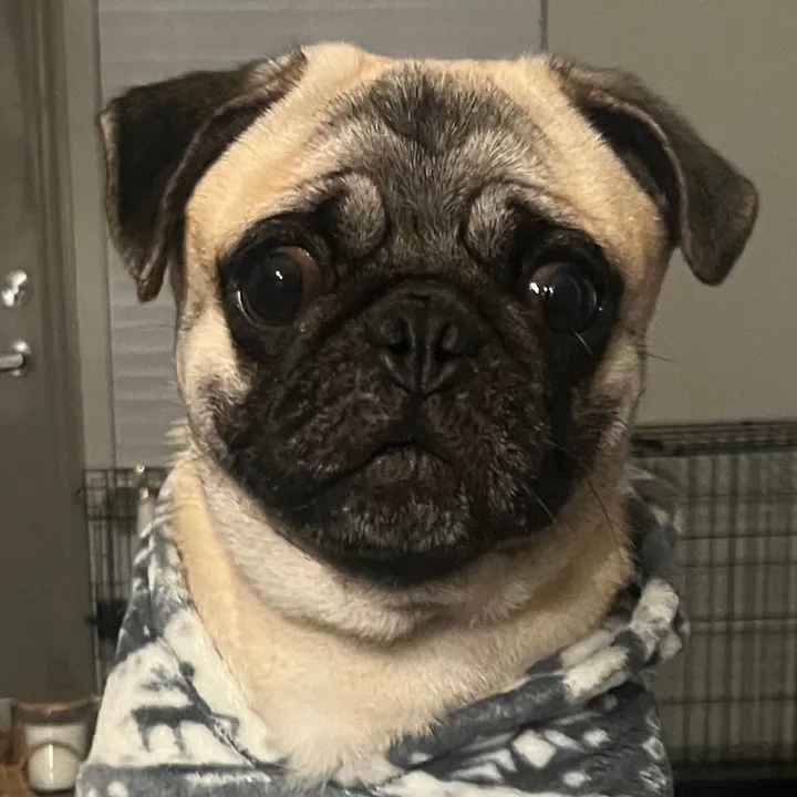 @thatpugrigatoni