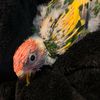 lolathelorikeet