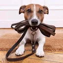 @dogsagazz