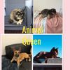 animalqueen1212