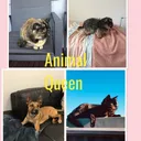 @animalqueen1212