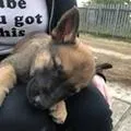harvey_shepinois
