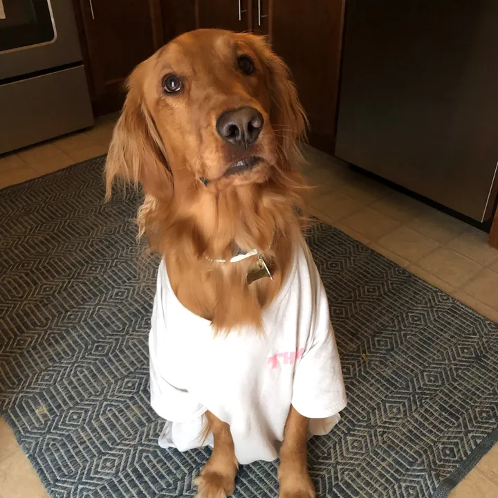 @koda_thegolden
