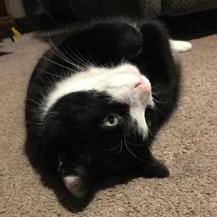 _felixthetuxedo_
