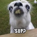 @woof_tv
