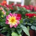@ceyizimsi