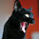 @luna_blackcat_official