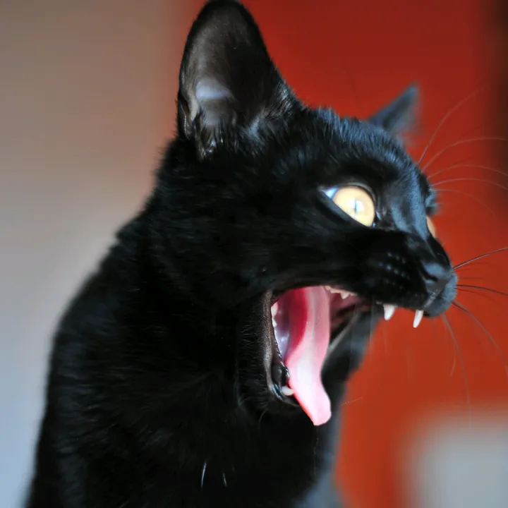 @luna_blackcat_official