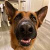 sydney_gsd