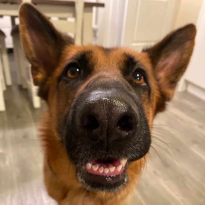 sydney_gsd