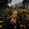 inspi.aesthetic