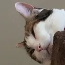 @cuddlyanimals102292